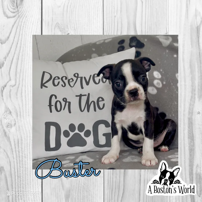 Buster  – Boston Terrier puppy for sale in Bartlett, IL