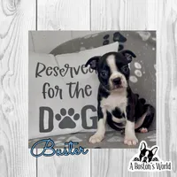 Buster , a female Boston Terrier for sale in Bartlett, IL – 1 of 1