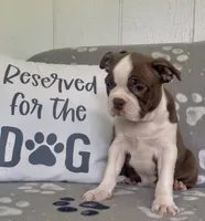 Penny, a female Boston Terrier for sale in Bartlett, IL – 4 of 4