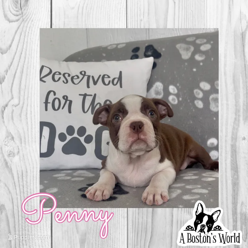 Penny – Boston Terrier puppy for sale in Bartlett, IL