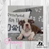 Penny, a female Boston Terrier for sale in Bartlett, IL – 1 of 4