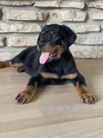 Toby, a male Rottweiler for sale in Bartlett, IL – 2 of 6
