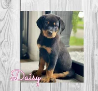 Daisy , a male Rottweiler for sale in Bartlett, IL – 1 of 6