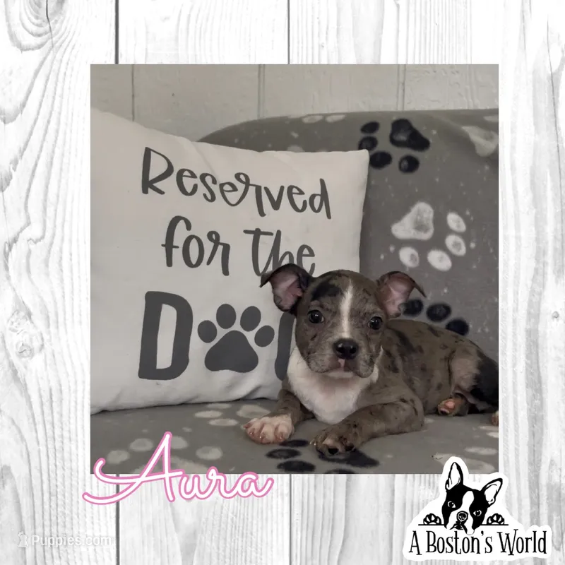 Aura – Boston Terrier puppy for sale in Bartlett, IL