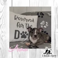 Aura, a female Boston Terrier for sale in Bartlett, IL – 1 of 3