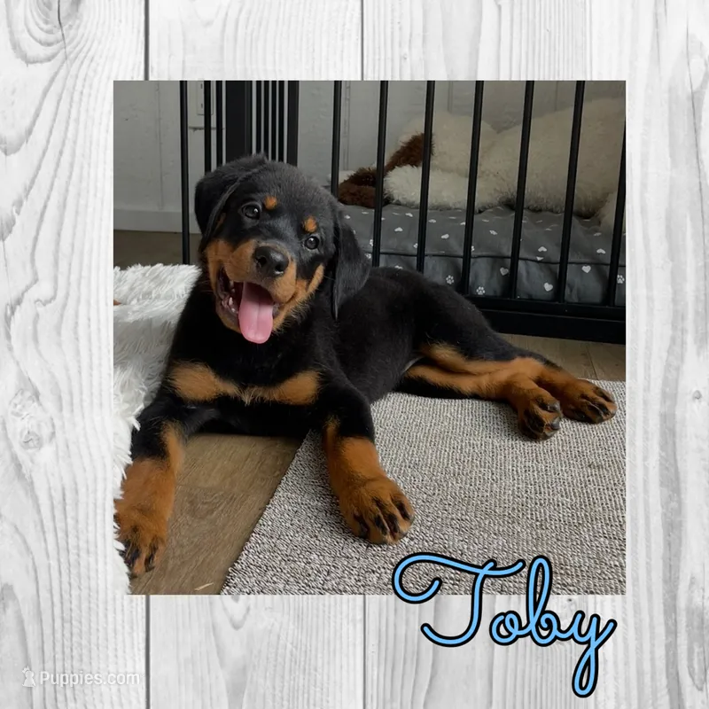Toby – Rottweiler puppy for sale in Bartlett, IL