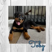 Toby, a male Rottweiler for sale in Bartlett, IL – 1 of 6