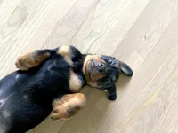 Toby, a male Rottweiler for sale in Bartlett, IL – 3 of 6