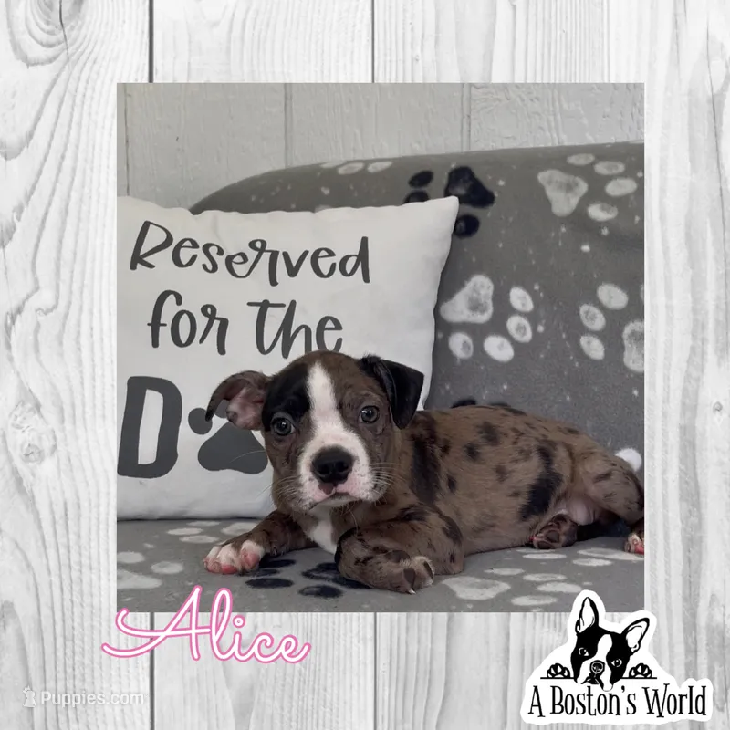 Alice – Boston Terrier puppy for sale in Bartlett, IL