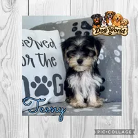 Teeny , a male Morkie for sale in Bartlett, IL – 1 of 2