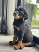 Daisy , a male Rottweiler for sale in Bartlett, IL – 2 of 6