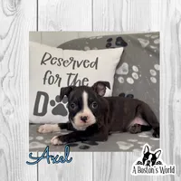 Axel, a male Boston Terrier for sale in Bartlett, IL – 1 of 3
