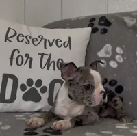 Avy, a female Boston Terrier for sale in Bartlett, IL – 3 of 3