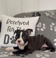 Axel, a male Boston Terrier for sale in Bartlett, IL – 3 of 3