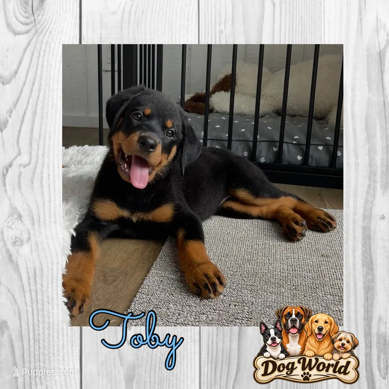 Toby – Rottweiler puppy for sale in Bartlett, IL