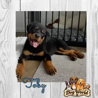 Toby, a male Rottweiler for sale in Bartlett, IL – 1 of 6