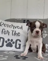 Penny, a female Boston Terrier for sale in Bartlett, IL – 3 of 4