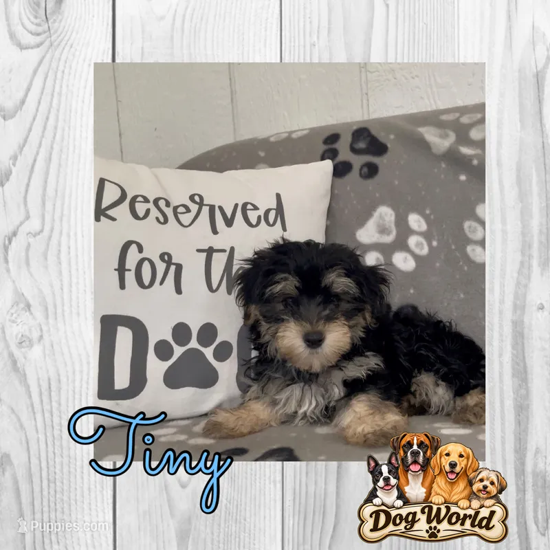 Tiny – Morkie puppy for sale in Bartlett, IL