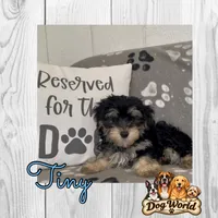 Tiny, a male Morkie for sale in Bartlett, IL – 1 of 5