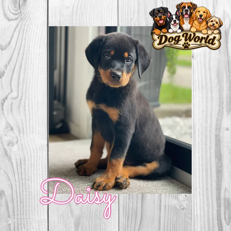 Daisy  – Rottweiler puppy for sale in Bartlett, IL