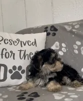 Tiny, a male Morkie for sale in Bartlett, IL – 5 of 5