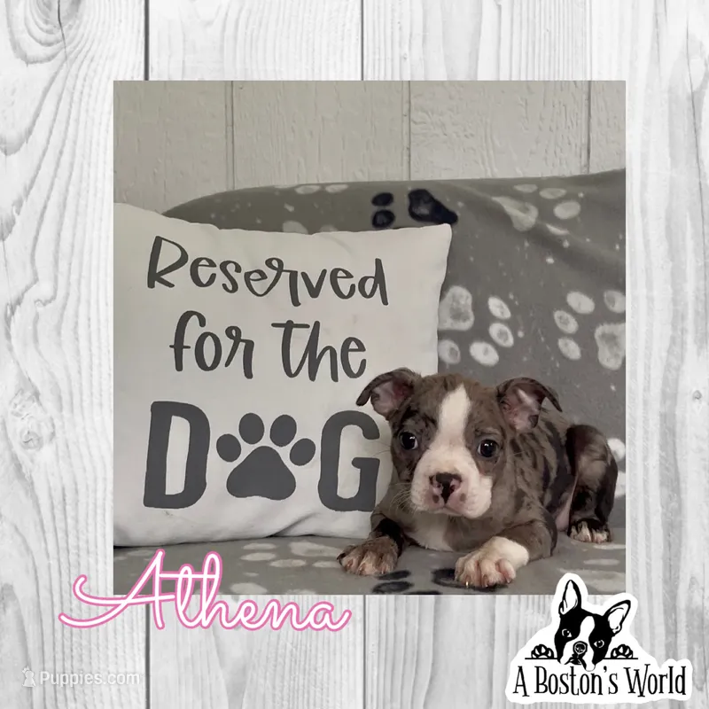 Athena  – Boston Terrier puppy for sale in Bartlett, IL