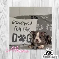 Athena , a female Boston Terrier for sale in Bartlett, IL – 1 of 3