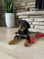 Daisy , a male Rottweiler for sale in Bartlett, IL – 5 of 6