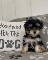 Tiny, a male Morkie for sale in Bartlett, IL – 2 of 5