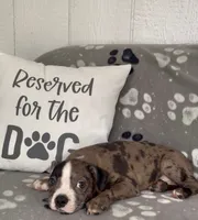 Alice, a female Boston Terrier for sale in Bartlett, IL – 3 of 3