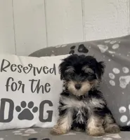 Tiny, a male Morkie for sale in Bartlett, IL – 4 of 5