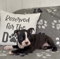 Axel, a male Boston Terrier for sale in Bartlett, IL – 2 of 3