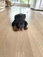 Toby, a male Rottweiler for sale in Bartlett, IL – 4 of 6