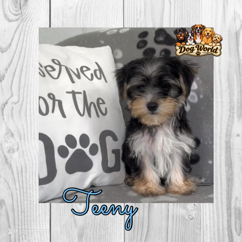 Teeny  – Morkie puppy for sale in Bartlett, IL