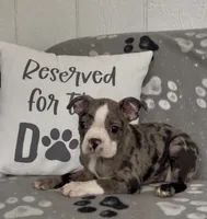 Athena , a female Boston Terrier for sale in Bartlett, IL – 3 of 3