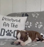 Penny, a female Boston Terrier for sale in Bartlett, IL – 2 of 4