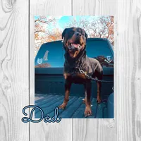 Daisy , a male Rottweiler for sale in Bartlett, IL – 4 of 6