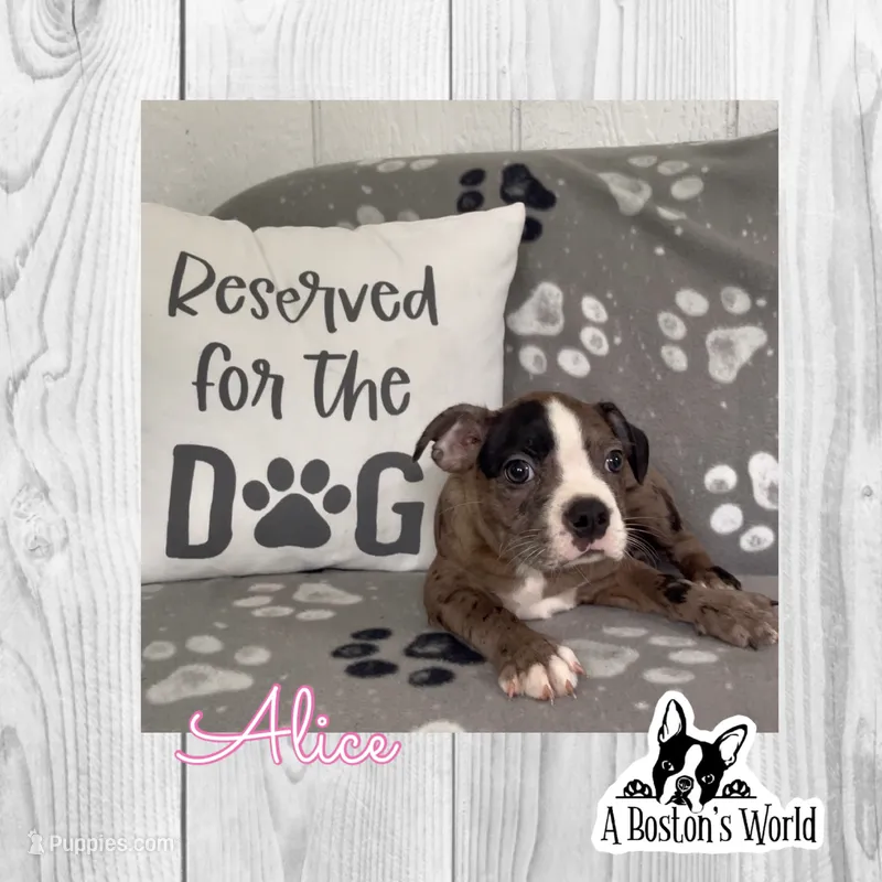 Alice – Boston Terrier puppy for sale in Bartlett, IL