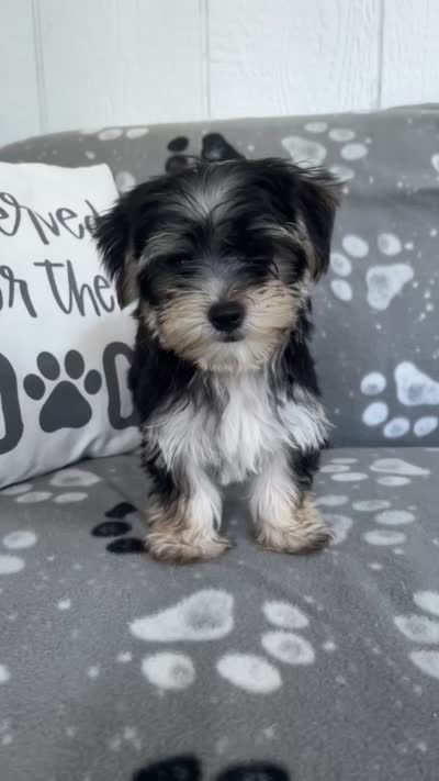 Teeny , a male Morkie for sale in Bartlett, IL – 2 of 2