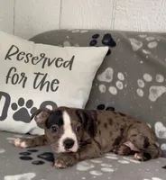 Alice, a female Boston Terrier for sale in Bartlett, IL – 2 of 3