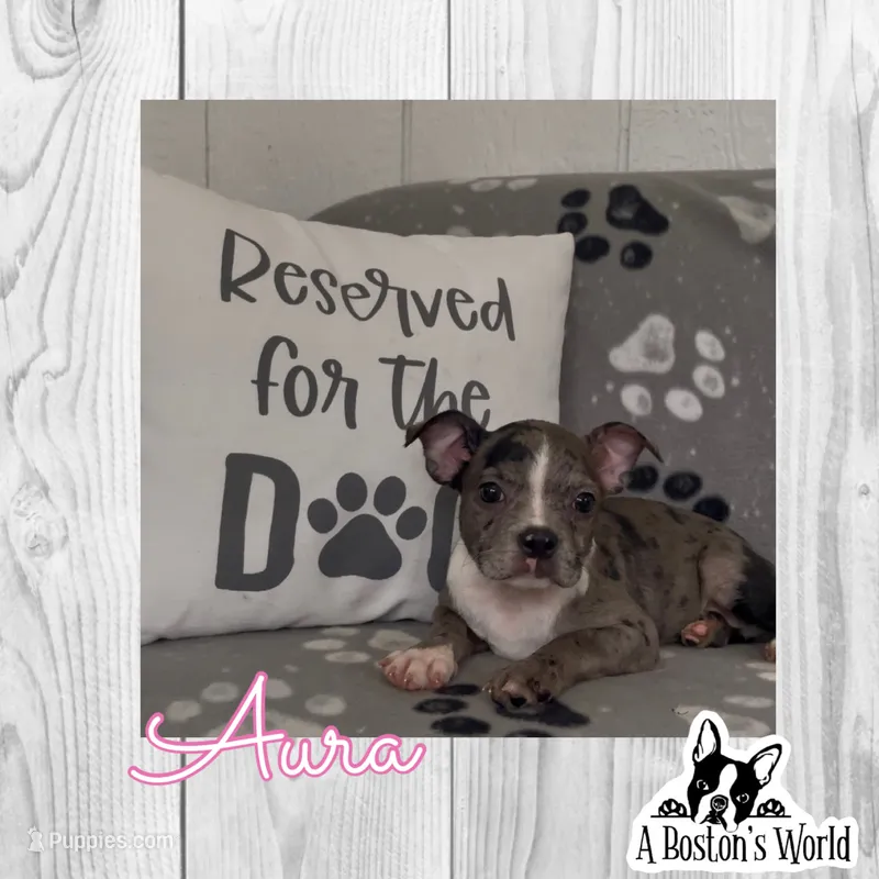 Aura – Boston Terrier puppy for sale in Bartlett, IL