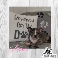 Aura, a female Boston Terrier for sale in Bartlett, IL – 1 of 3