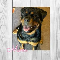 Daisy , a male Rottweiler for sale in Bartlett, IL – 6 of 6