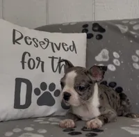 Avy, a female Boston Terrier for sale in Bartlett, IL – 2 of 3
