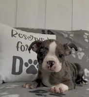 Athena , a female Boston Terrier for sale in Bartlett, IL – 2 of 3