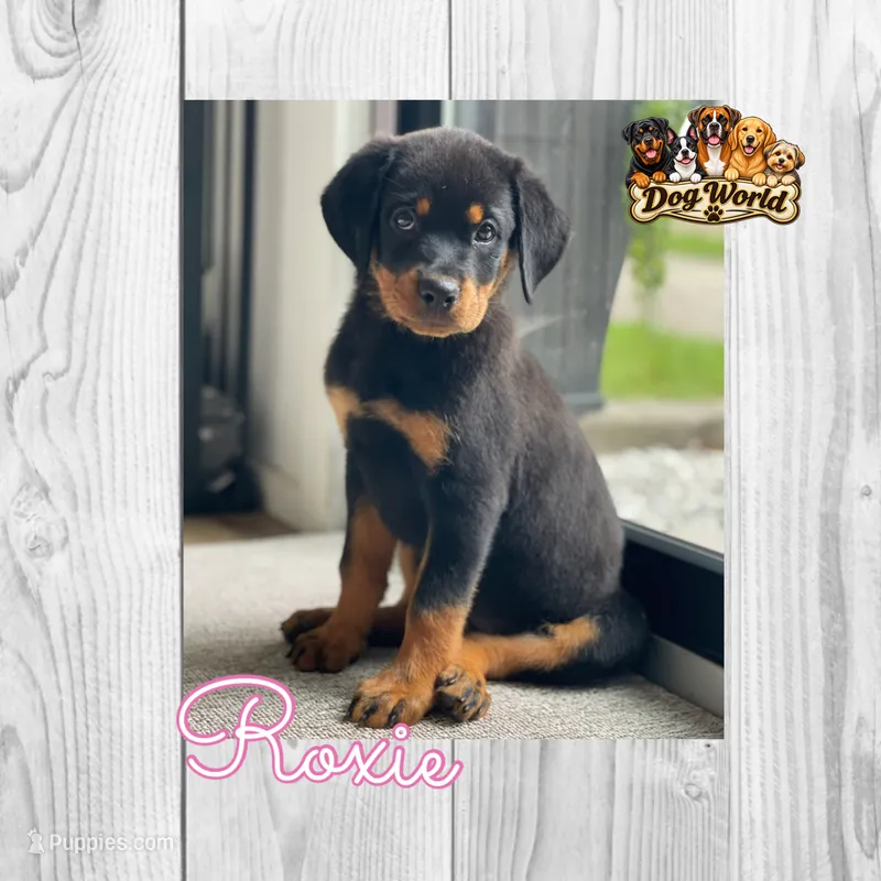 Roxie *Updated Name* – Rottweiler puppy for sale in Bartlett, IL