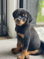 Daisy , a male Rottweiler for sale in Bartlett, IL – 3 of 6