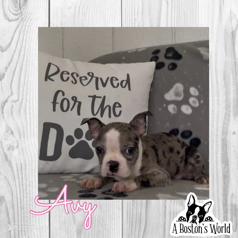 Avy – Boston Terrier puppy for sale in Bartlett, IL