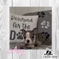 Avy, a female Boston Terrier for sale in Bartlett, IL – 1 of 3