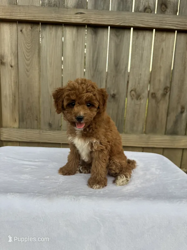 Sophie (micro Mini) – Miniature Goldendoodle puppy for sale in Nashville, TN
